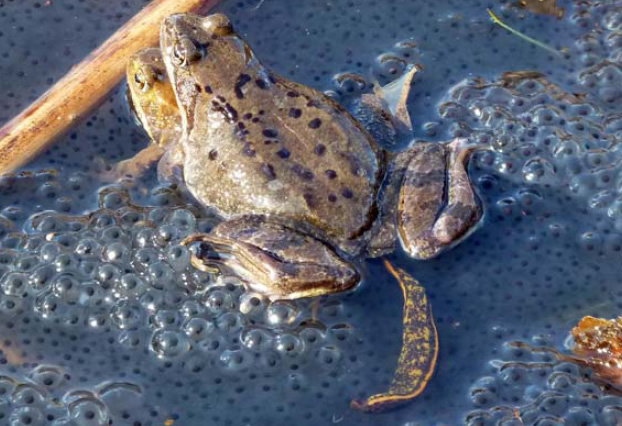 Grasfroschpaar bei Laichablage (Amplexus), Blutegel (ventral)